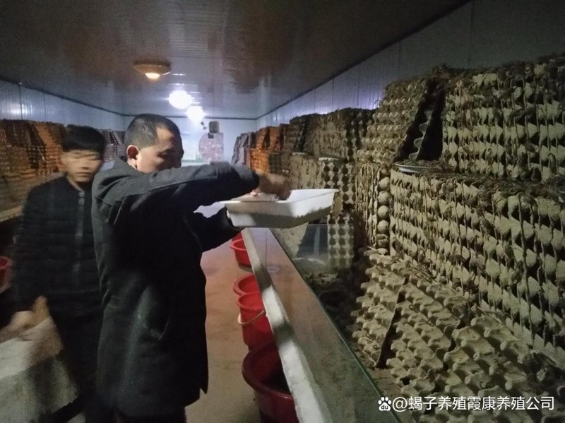 蝎种供应市场：行业动态分析与发展趋势