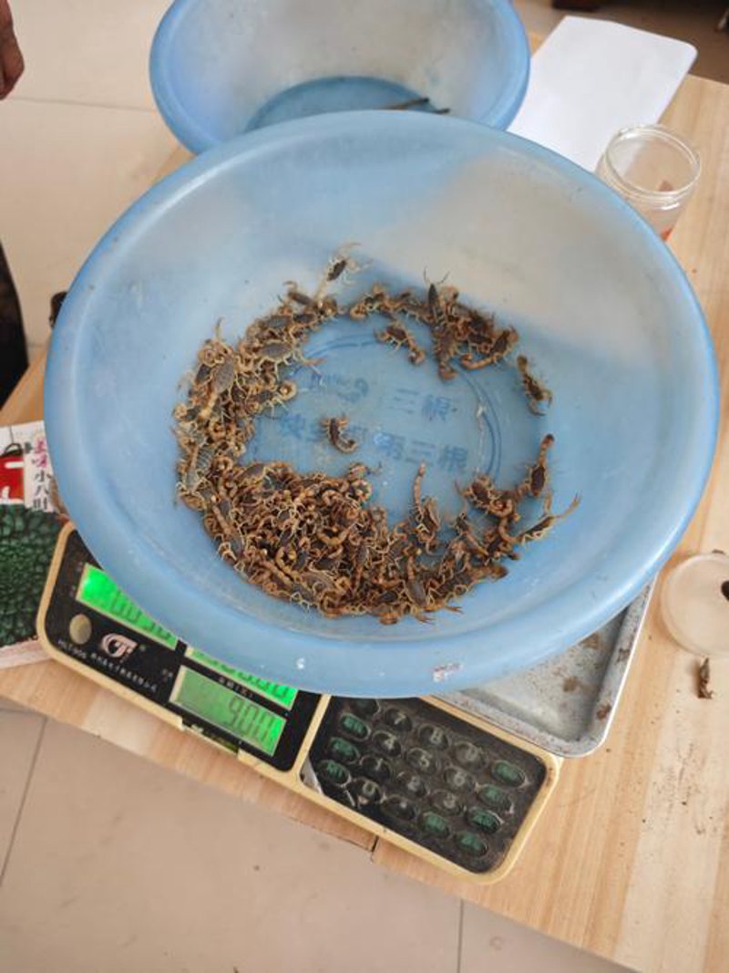 宿州养蝎选购指南：如何选择优质蝎子